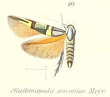 Pl.1-10-Stathmopoda anconias Meyrick, 1910.JPG