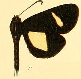 Rothia westwoodii