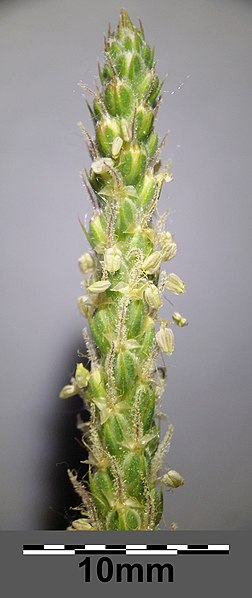 File:Plantago coronopus sl35.jpg