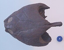 Cast of the skull of the extinct species P. bassleri (AMNH 1662) Podocnemis bassleri AMNH 1662 cast.jpg