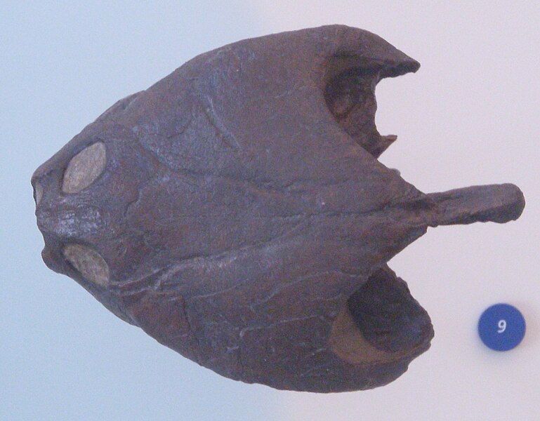 File:Podocnemis bassleri AMNH 1662 cast.jpg