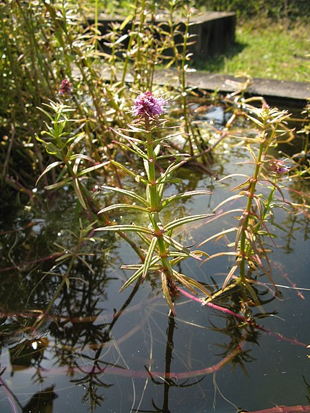 Pogostemon yatabeanus1.jpg