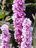 Vorschaubild für Persicaria affinis