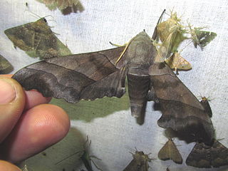 <i>Polyptychus trilineatus</i> Species of moth