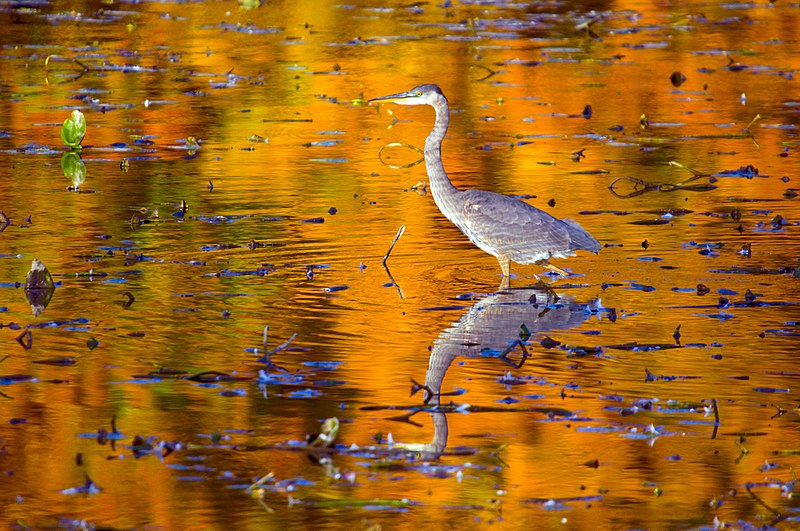 File:Pond at south end of Rouge 3.jpg