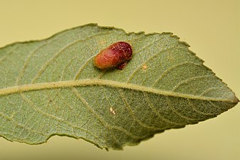 Pontania bridgmanii on Salix cinerea