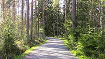Lenkkeilypolku kaupunkipuiston eteläosissa sijaitsevassa Porin metsässä.