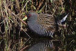 Porzana fluminea - Gould's Lagoon.jpg