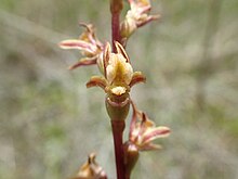 Prasophyllum caudiculum flower.jpg