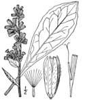 Prenanthes racemosa racemosa BB-1913.png