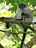 Miniatura per Langur de Siam