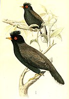 Illustrazione di due esemplari (probabilmente una coppia) della sottospecie graculinus.