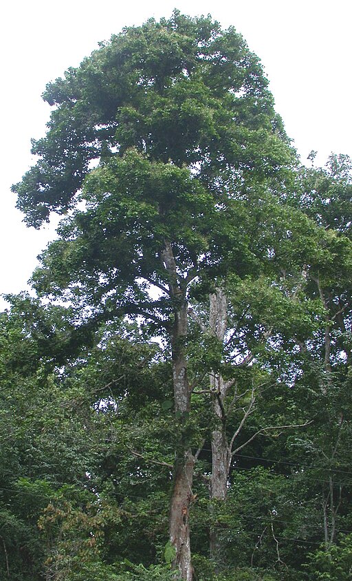 Prioria copaifera tree