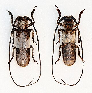 <i>Prosopocera callypiga</i> Species of beetle