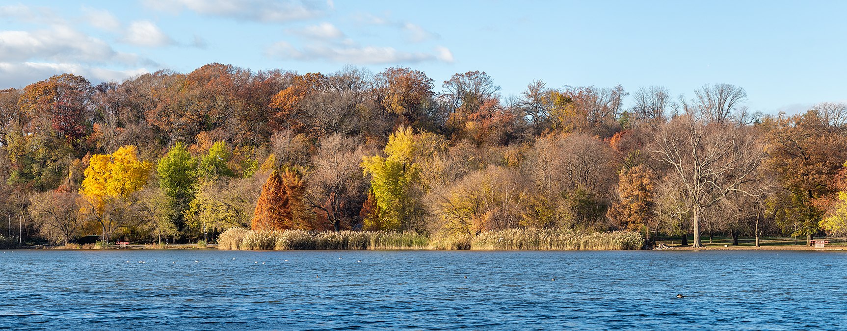 Foliage, Prospect Park, 2021-11