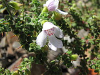 Prostanthera arapilensis