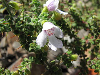 <i>Prostanthera arapilensis</i> Species of flowering plant