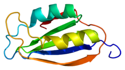 پروتئین ACYP2 PDB 1aps.png