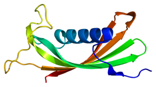 <span class="mw-page-title-main">CST5</span> Protein-coding gene in the species Homo sapiens