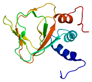 RAPGEF6 protein-coding gene in the species Homo sapiens