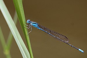 Pseudagrion malabaricum male.jpg