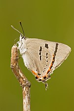 Thumbnail for Silky hairstreak