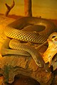 Mulga snake, Pseudechis australis