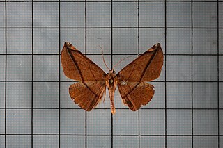 <i>Pseudomiza obliquaria</i> Species of moth