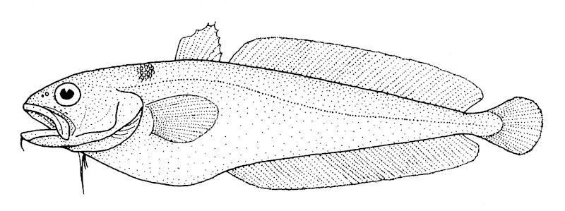 File:Pseudophycis breviuscula (Northern bastard codling).gif