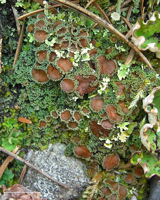 <i>Psoroma</i> Genus of fungi