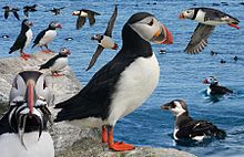 Puffin From The Crossley ID Guide Eastern Birds.jpg
