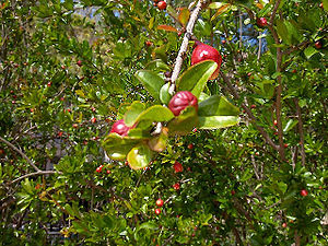 Nar (Punica granatum) ağaçı