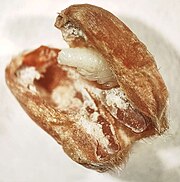 Pupa of the wheat weevil, Sitophilus granarius, inside a wheat kernel Pupa of Sitophilus granarius (L.) inside a wheat kernel (cropped).jpg