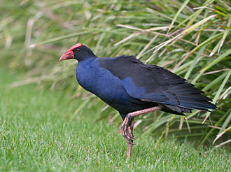 A purple swamphen in Wollongong Botanic Garden Purple Swamp Hen Wollongong.jpg