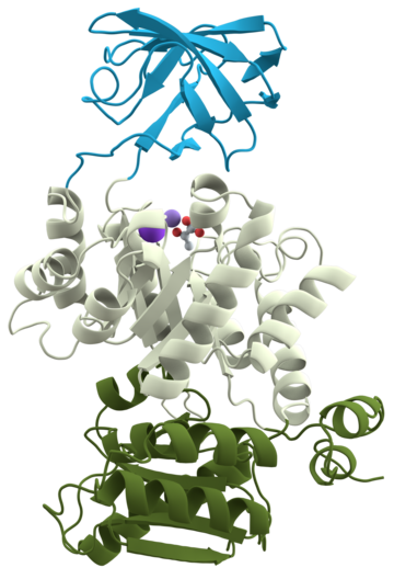 File:Pyruvate kinase protein domains.png