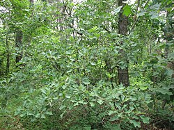 Quercus ilicifolia tree.jpg