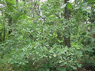 <i>Quercus ilicifolia</i> Species of oak tree