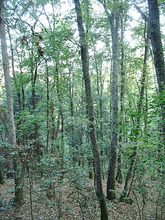 Bosque joven de roble pubescente en Cataluña