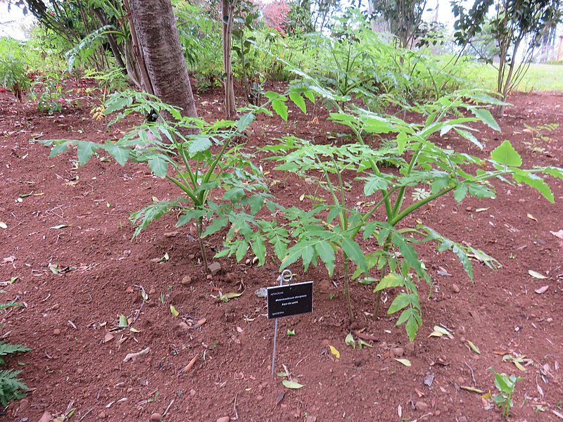 File:Quinta do Monte, Funchal, Madeira - IMG 6410.jpg