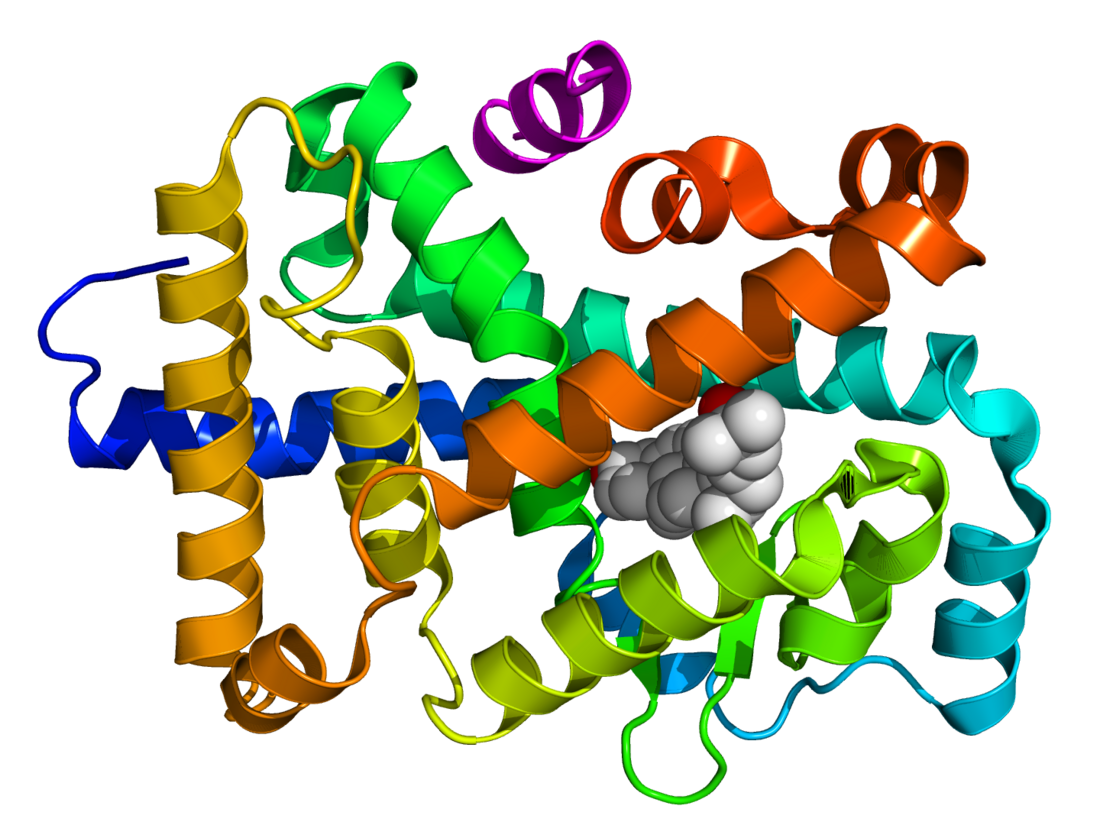 RAR-related orphan receptor gamma