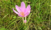 Colchicum autumnale