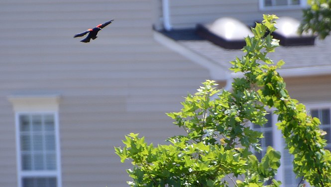 Red-winged blackbird landing