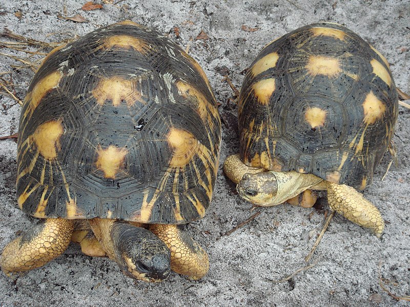 File:Radiated tortoise.jpg