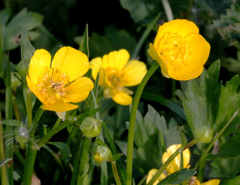 File:Ranunculus repens pryskyřník plazivý 4.jpg