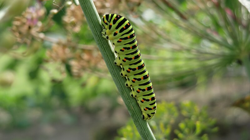 File:Raupe an Dill 5.JPG