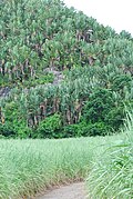 Plante envahissante des collines, Saint Hubert, île Maurice