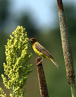 Red-headed Bunting Emberiza bruniceps male in Jowar crop by Dr. Raju Kasambe DSC 4524.jpg