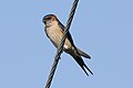 * Nomination Red-rumped Swallow at village Kairwaan, district Dehradun. --Satdeep Gill 05:48, 29 March 2022 (UTC) * Promotion  Support OK quality. --Charlesjsharp 20:52, 29 March 2022 (UTC)