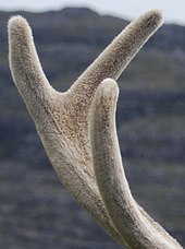 An antler on a red deer stag. Velvet covers a growing antler, providing blood flow that supplies oxygen and nutrients. Red deer stag velvet.jpg