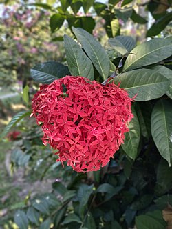 Red ixora.jpg